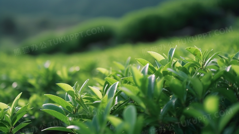 春天山上绿油油的山茶叶