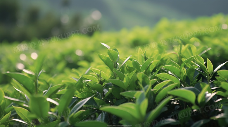 春天山上绿油油的山茶叶