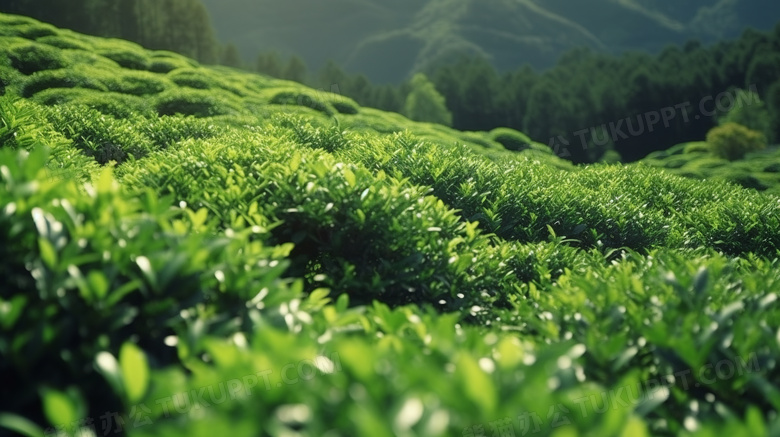 春天山上绿油油的山茶叶