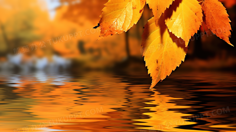 秋季风景树叶自然风景摄影图