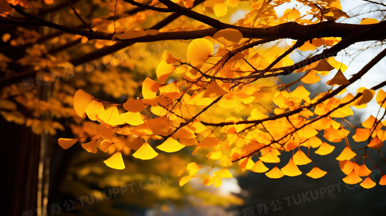 秋季风景树叶银杏叶自然风景摄影图