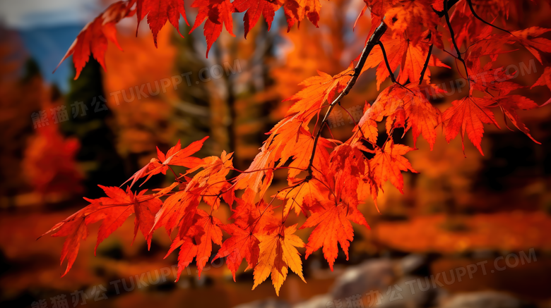 秋季风景树叶枫叶自然风景摄影图