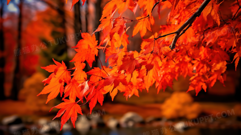 秋季风景树叶枫叶自然风景摄影图