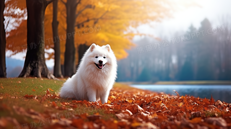 秋季落叶中的白色宠物狗摄影图