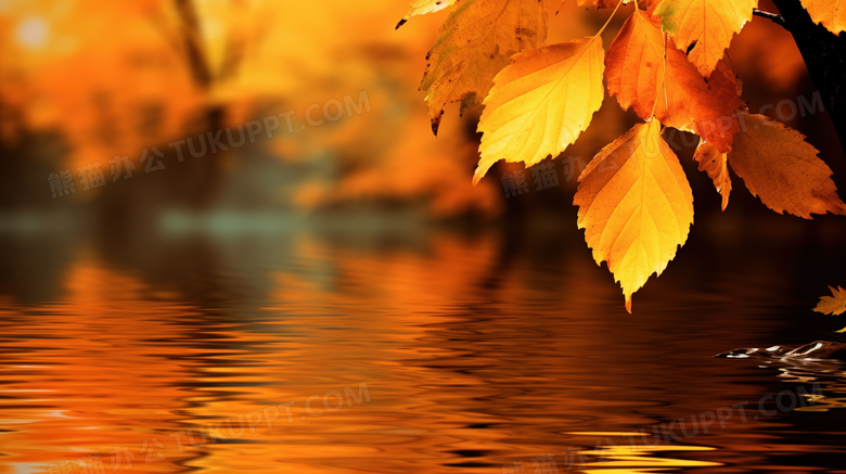 金色秋季落叶自然风景摄影图