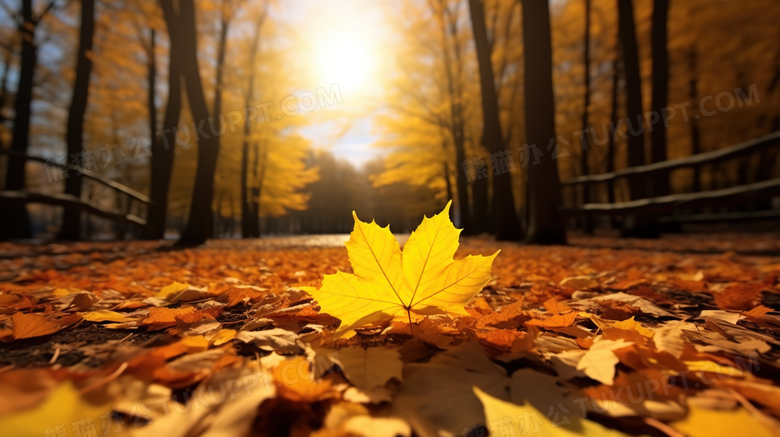 金色秋季落叶自然风景摄影图