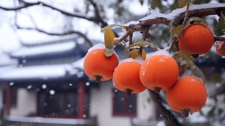 被雪覆盖的柿子树长满了橙红色柿子