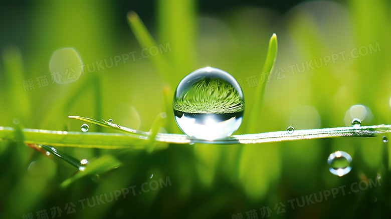 绿色草地上的水珠摄影图
