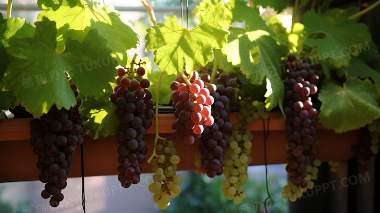 静物葡萄院生长的红葡萄青葡萄摄影图