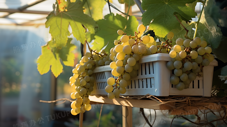 静物葡萄院生长的葡萄青葡萄摄影图