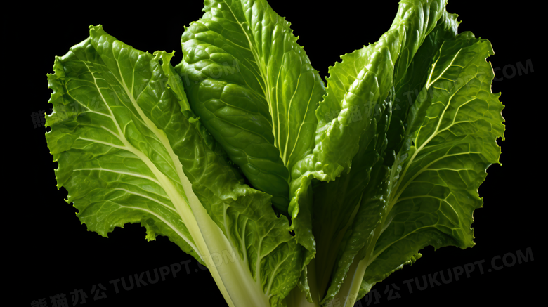 生菜蔬菜写实静物摄影图