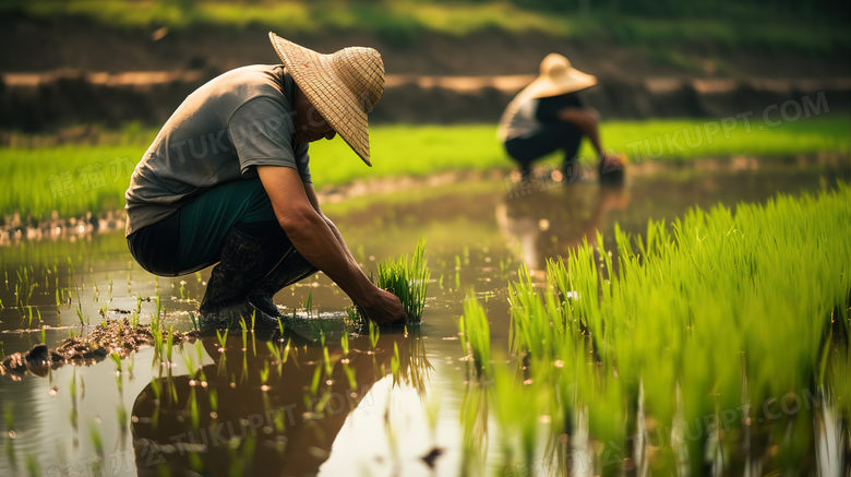 农民在进行水稻种植图片