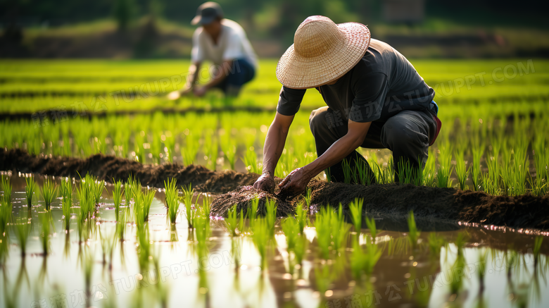 农民在进行水稻种植图片