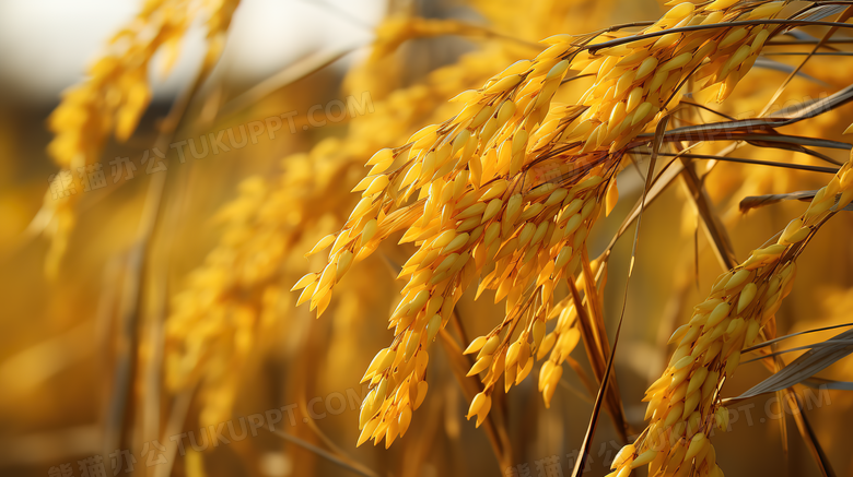 粒粒分明金黄的稻谷摄影图