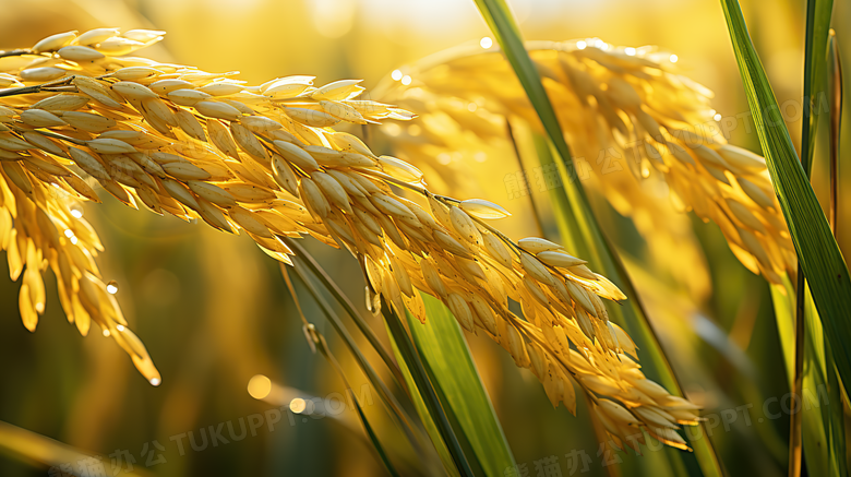 粒粒分明金黄的稻谷摄影图