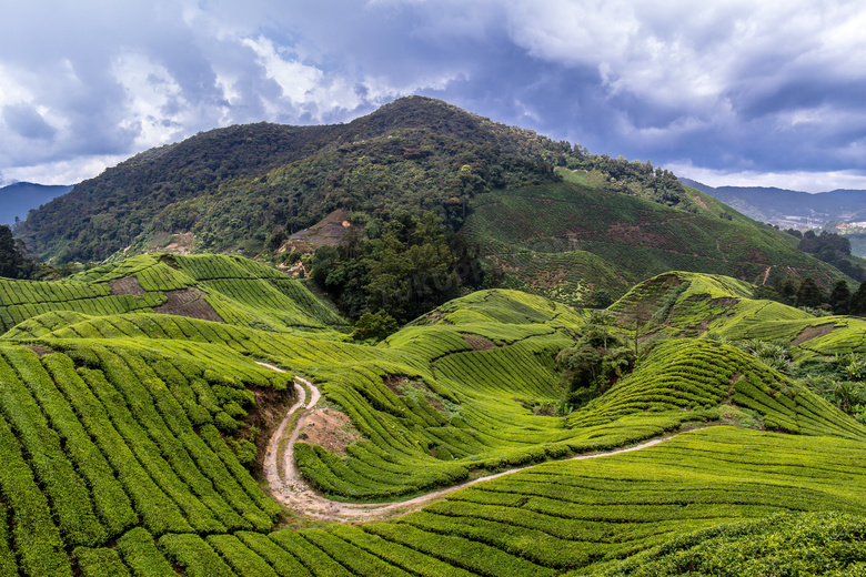 绿色茶园风景图片