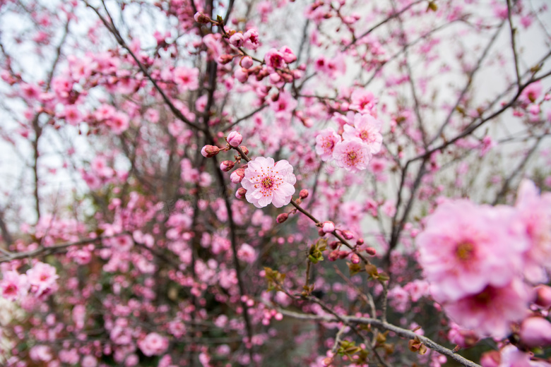 好看的梅花图片