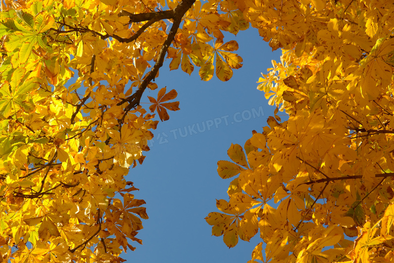 秋天树木黄叶图片