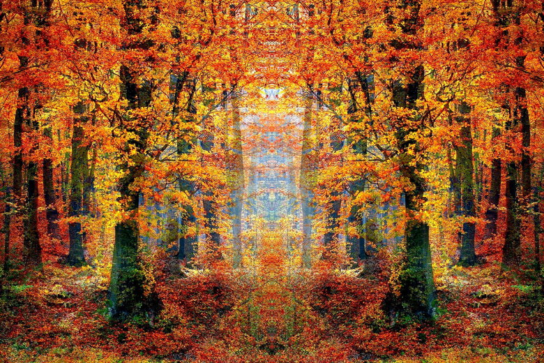 秋天森林图片