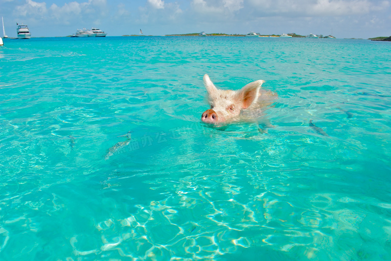 游泳的猪图片