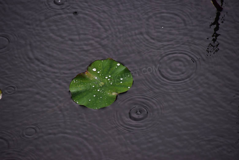 雨滴荷叶图片