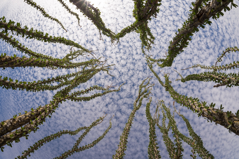 沙漠植物图片