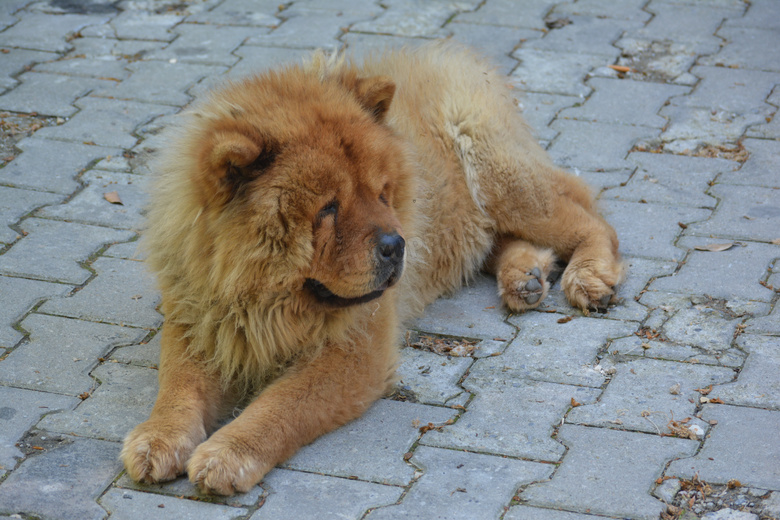 寵物狗鬆獅犬jpg格式圖片下載_熊貓辦公