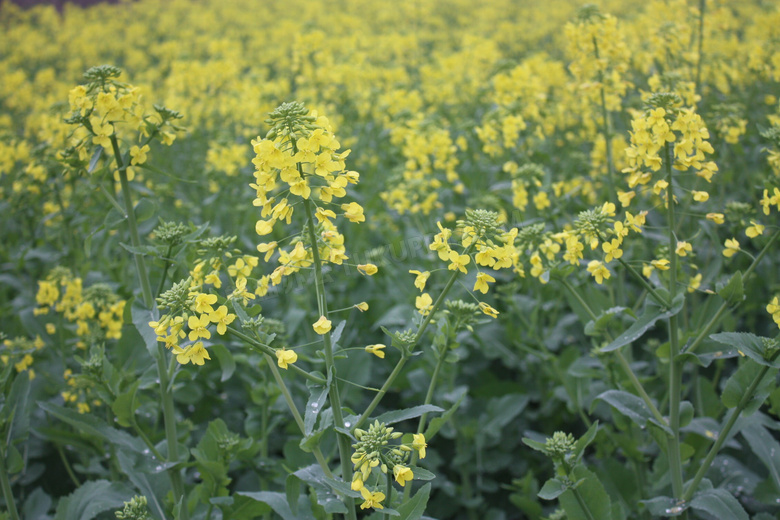 早春油菜花图片