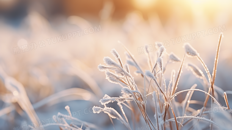 冬季霜降自然草地摄影图