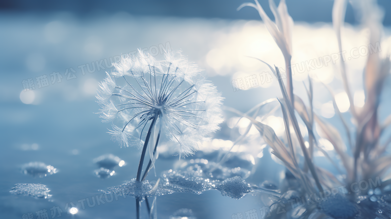 冬季霜降花朵摄影图