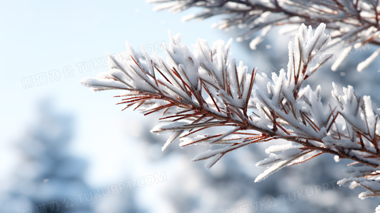 冬季落满白雪的结冰松叶雾凇摄影图