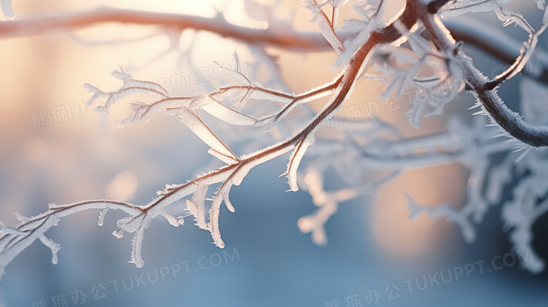 阳光雪地里树枝上雪花结晶特写摄影图