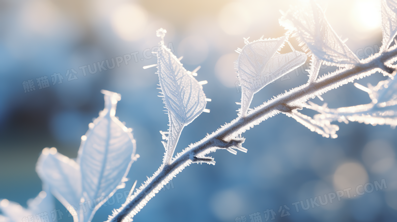 雪地里树枝上雪花结晶特写摄影图