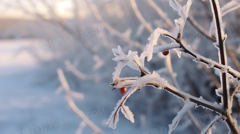 雪地里树枝上雪花冰晶特写摄影图
