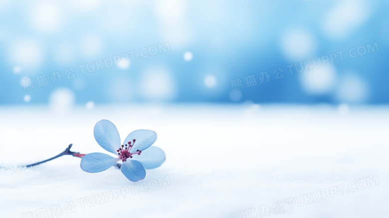 白色雪地上的一朵蓝色小花特写摄影图