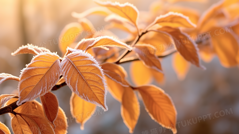 秋季霜降树叶摄影图
