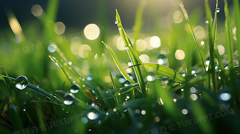春天草地上的露珠摄影图
