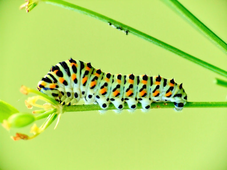 中国常见的蝴蝶幼虫图片