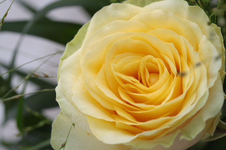 微距玫瑰黄色花朵图片