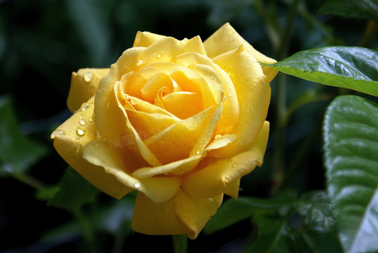 黄色微距露水玫瑰图片