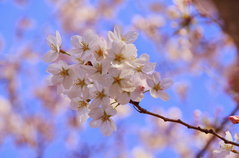 日本唯美粉色樱花图片