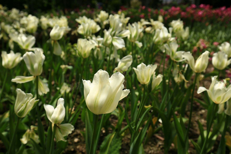 白色郁金香花海图片