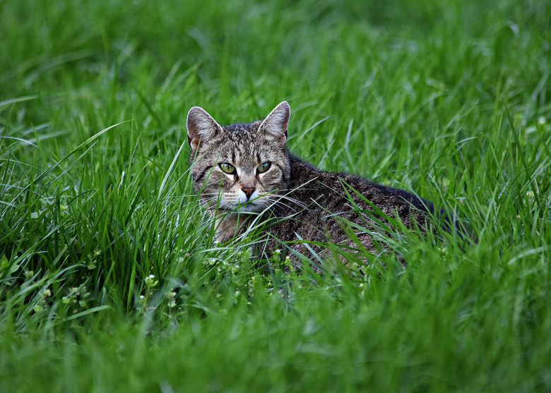 绿草地小猫图片