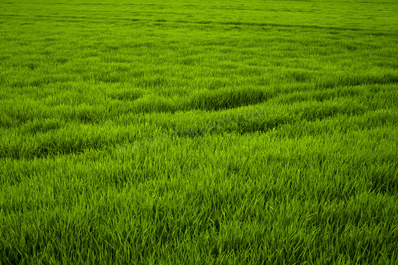 绿色稻田风光图片