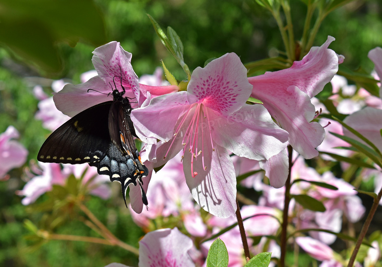 杜鹃花和凤尾蝶图片