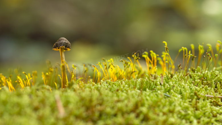小清新草蘑菇图片