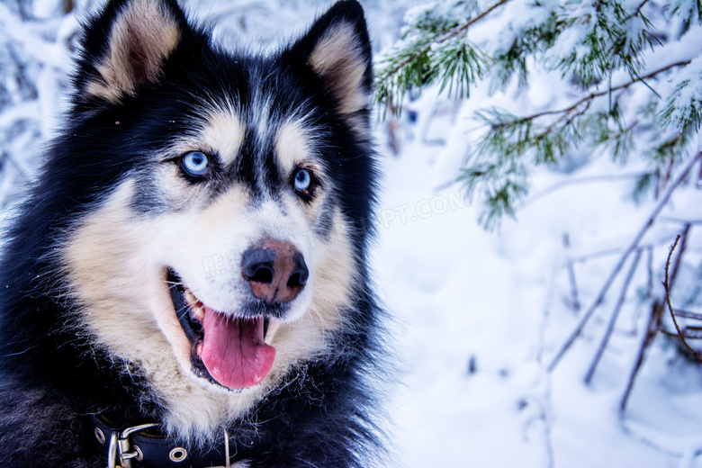 雪橇犬头部特写图片