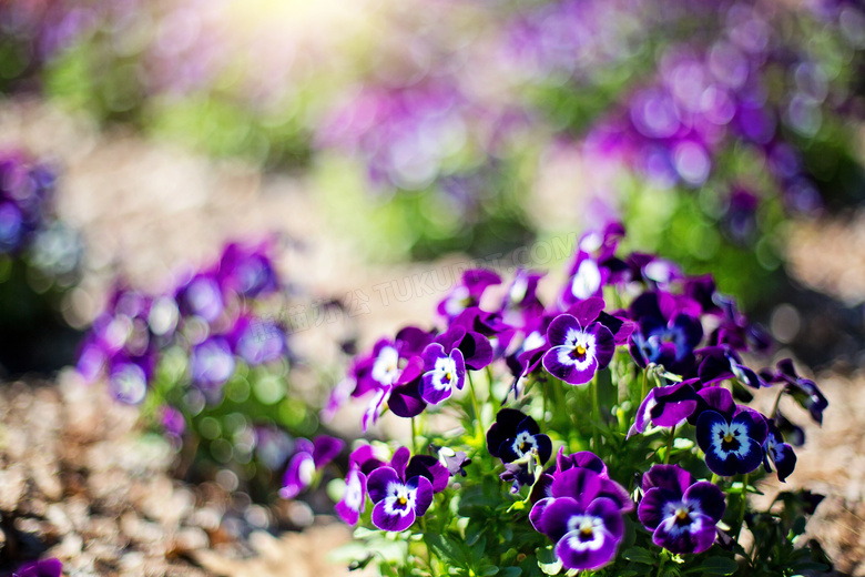 紫色蝴蝶花图片