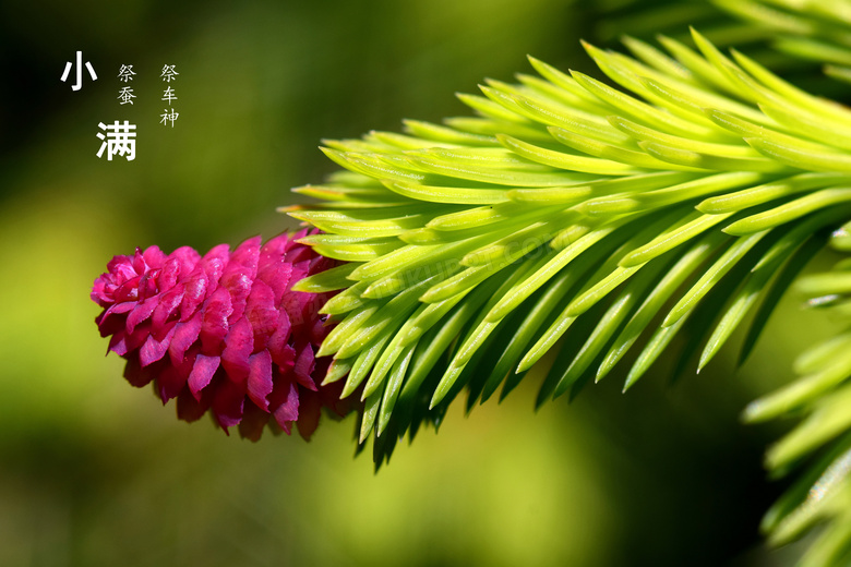 小满节气习俗图片