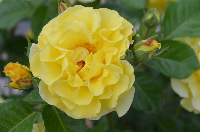 优雅黄玫瑰高清图片